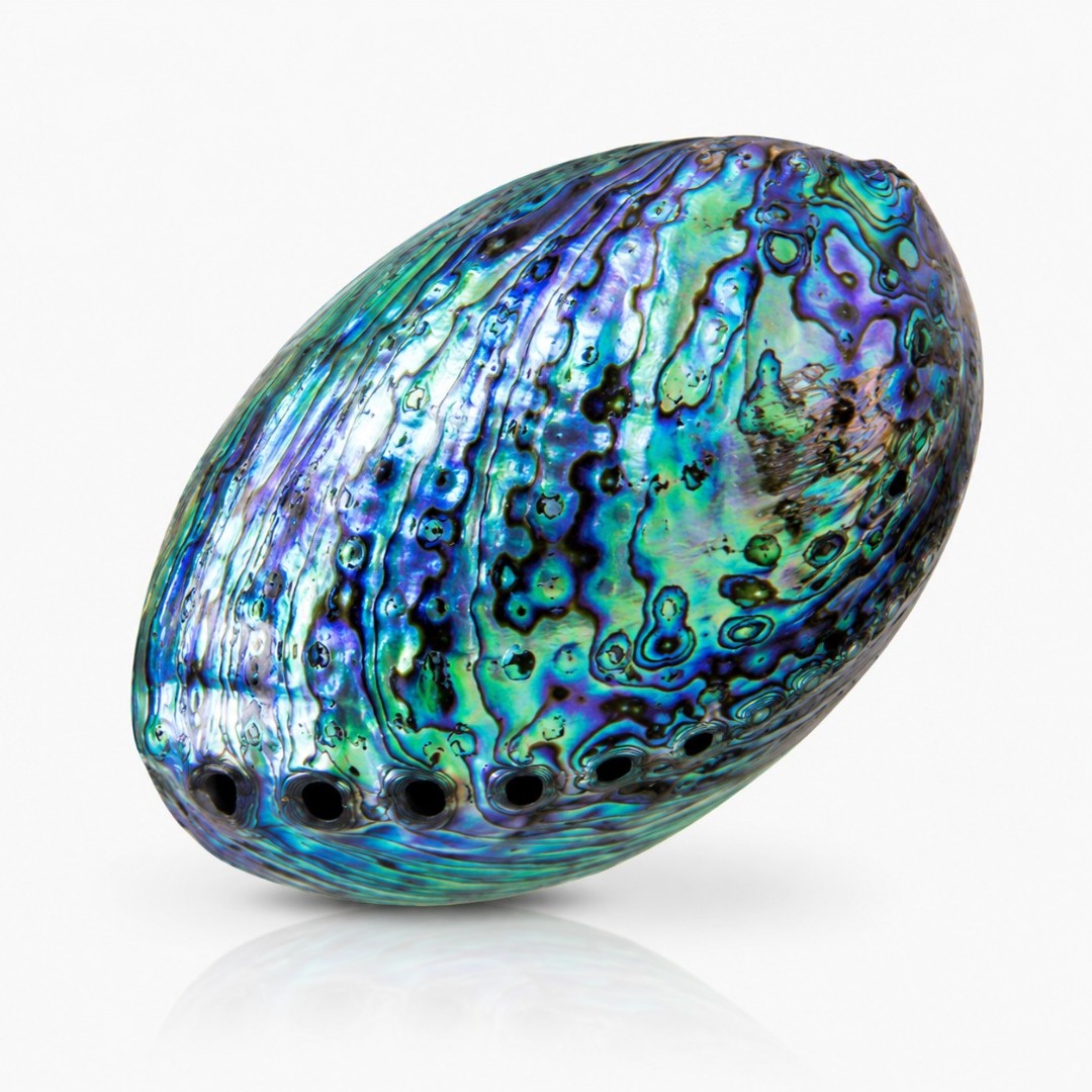 Paua mušľa - novozélandká abalone mušľa